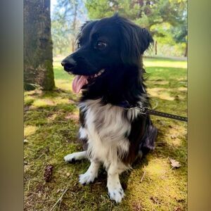 My closet terms and pix of my dog because he’s so smart and cute… but he sheds!